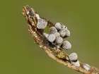 Habitus