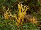 Habitus