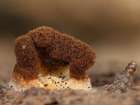 Habitus