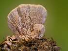 Habitus