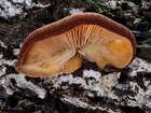 Habitus
