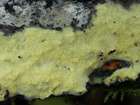 Habitus