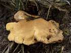 Habitus