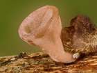 Habitus