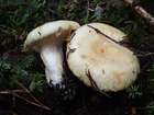 Habitus