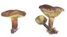 Habitus