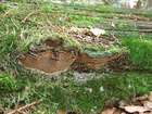 Habitus
